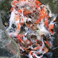 Promo Ikan Koi Mix Import UK 25-30 (Minimal 8 Ekor) Ikan Koi