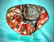 雙面靚彩 班彩龍珠螺心