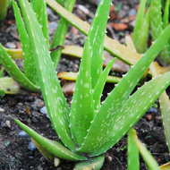 Aloe Vera / Lidah Buaya - Pokok Hidup / Live Plant