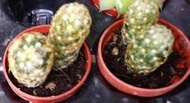 1寸盆 金手指 仙人掌 多肉植物