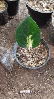 Aglaonema sultan Brunei