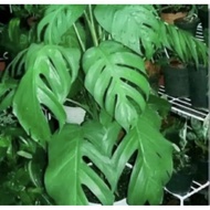 Bibit monstera ekor naga kings / bonggol monstera king jungle