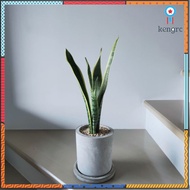 ลิ้นมังกร(Snake Plant) มี3สายพันธุ์ (ต้นไม้ฟอกอากาศ) ต้นสูง25-35ซม. พร้อมกระถางปูน6"+จานรอง+หิน+ขาตั้ง flashsale ลดกระหน่ำ