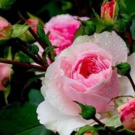 Tanaman Hias bunga Mawar, Bunga mawar, pohon mawar