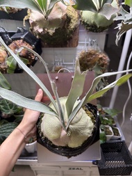 P. Veitchii High Finger Aus 王姿婷高手指澳銀野銀鹿角蕨（亞克力板植）兩棵立葉銀鹿