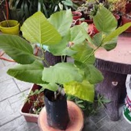 Pokok Tin/Anak Pokok tin Iraqi buah Hitam