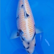 IKAN KOI IMPORT SHIRO UTSURI KANOKO LANGKA IKAN KOI UNIK IMPORT GINRIN