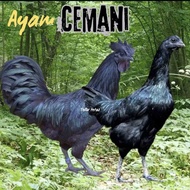 TELUR AYAM CEMANI ASLI ORIGINAL LIDAH HITAM
