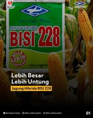 - BENIH JAGUNG SUPER HIBRIDA ~ BISI 228 //