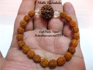 7 mukhi Rudraksh stretch bracelet Seven face Rudraksha bracelet - Nepal Rudraksh beads - Top Grade -