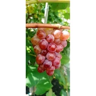 Anak pokok anggur jupiter/anggur jupiter