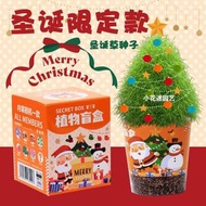 新年植物盲盒種植盆栽小學生耶誕節禮物獎品幼稚園禮物創意小禮品聖誕款-橘色