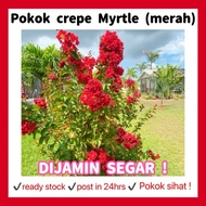 RINA • pokok crepe Myrtle ( merah ) • lagerstroemia indica bunga live plant pokok hidup queen flower