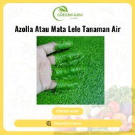 MATA Azolla or Water Plant Catfish Eyes for QUALITY Aquarium and Aquascape Decorations