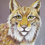 Portrait of a lynx oil pastel on paper oil pastel original work animal original
