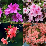 50pcs Mixcolor Japanese Azalea Bonsai Seedsplants, Rhododendron Azalea Flower Seeds Benih Bunga Benih Pokok Bunga Seeds