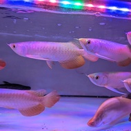 ikan arwana golden red 22-23cm