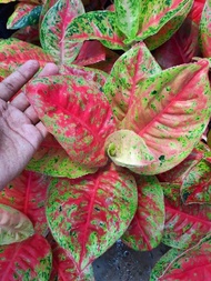 Tanaman Hias/aglaonema Mahazety (aglaonema/srirejeki)