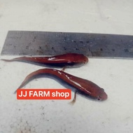 Dijual Ikan Channa Chana Maru Red Barito Garansi Jamin Original Asli