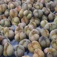 Ready Gan Durian Utuh Montong Palu Pari 8Kg X 75Rb Ready Gan