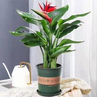 Plants that are truly alive 活着的植物Internet Celebrity Bird of Paradise Green Plant Hydroponic Plant Fl
