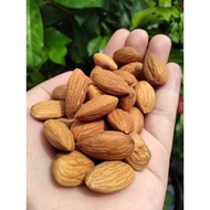 Anak pokok kacang badam, almond