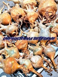 Cyphostemma betiforme 索馬里小葉葡萄