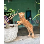 Vitamin Kucing Scottish Fold X British Shorthair Non Ped Betina 3