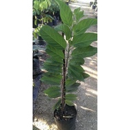 TUMBUHAN POKOK BUAH SRIKAYA NONA HYBRID