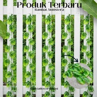 rambat daun monstera 1 & 2 meter rambat daun hias daun monstera rambat dekorasi cafe aesthetic