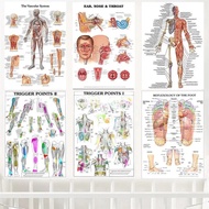 Anatomy Trigger Points Chart Educational School Poster Human Body Science Canvas Art for Medical Cla