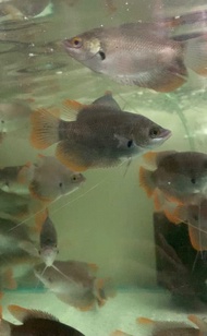 Sabah Kaloi Ikan Kaloi Life Fish Aquarium Ikan Hidup Akuarium沙巴加雷