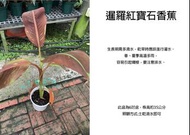 心栽花坊-暹羅紅寶石香蕉/香蕉/6吋/綠化植物/室內植物/觀葉植物/售價400特價350