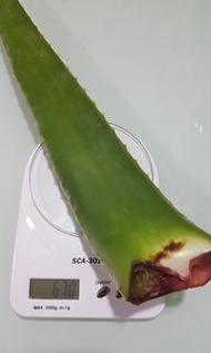 大蘆薈 有機 可食用或美容 每条约500克 馬鞍山交收