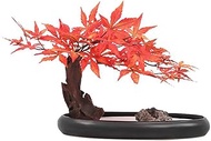 Home Office Artificial Bonsai Tree Artificial Bonsai Maple Tree 13.78 Inch Faux Potted Plant Desk Display Fake Tree Pot Ornaments Bonsai Plant for Home Office