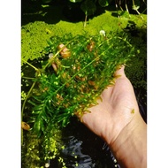 🌱No Need Co2🌱  蜈蚣草Egeria Densa pokok aquarium (Aquascape/Aquarium/aquarium kaca/Paludarium/pokok aqu