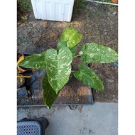 Philodendron Jose Bueno