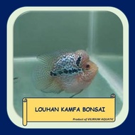 IKAN HIAS AIR TAWAR - LOUHAN KAMFA BONSAI (LOCAL)