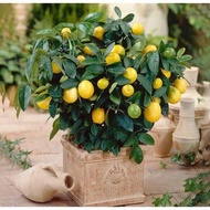 เมล็ดมะนาวสีเหลือง ต้นผลไม้ 20 PCS Lemon Bonsai Lemon Tree Seed Rare Fruit Tree for Home Garden Courtyard Edible Fruit Plants ต้นไม้มงคล ต้นไม้ประดับ พันธุ์ดอกไม้ ต้นไม้จิ๋วจริง ดอกไม้จริง ต้นไม้ฟอกอากาศ บอนไซ ผักสวนครัว