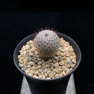 SG2668-日月丸乳突球/稀有品種🔥多肉植物小盆栽禮物🔥