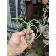 In-stock现货Tillandsia/airplant/空气凤梨/空气草 t.intermedia+ holder