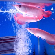 PROMO!!! ikan arwana super red berkualitas