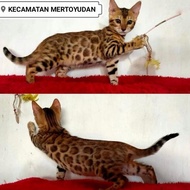 SALE TERBATAS!!! kucing bengal ped tica PACKING AMAN