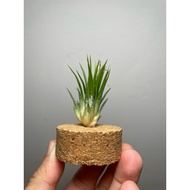 Airplant Tillandsia ionantha fuego