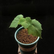 SG3367-日本香印葡萄大苗/年年結果🔥精品植物小盆栽禮物🔥