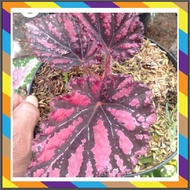 Begonia Rex Red Grosir