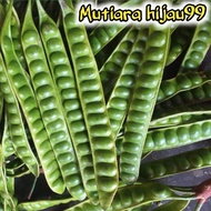 PROMO PETE MURAH ISI 15 PAPAN/PETE SEGAR BERKUALITAS/PETE SEGAR PILIHAN/PETE TUA SUPER/PETE/PETAI/PE