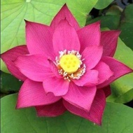 บัวหลวงสีชมพูนำเข้า Pink Peony เมล็ดบัว Lotusดอกสีชมพุ ดอกใหญ่ ดอกบัว ปลูกบัว เม็ดบัว สวนบัว Pink Lotus Waterlily seeds 8 เมล็ด