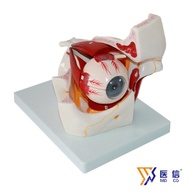 Official Body Sensor Eye Magnification Medical Model Anatomy Model Eyeball Model Model Eyeball and M