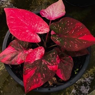 caladium keladi thai keladi USA keladi holland